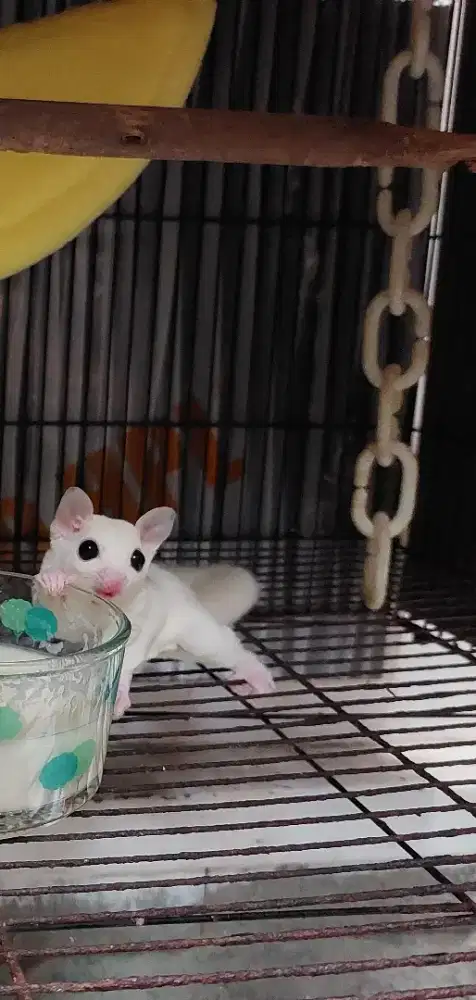 Sugar glider hewan peliharaan