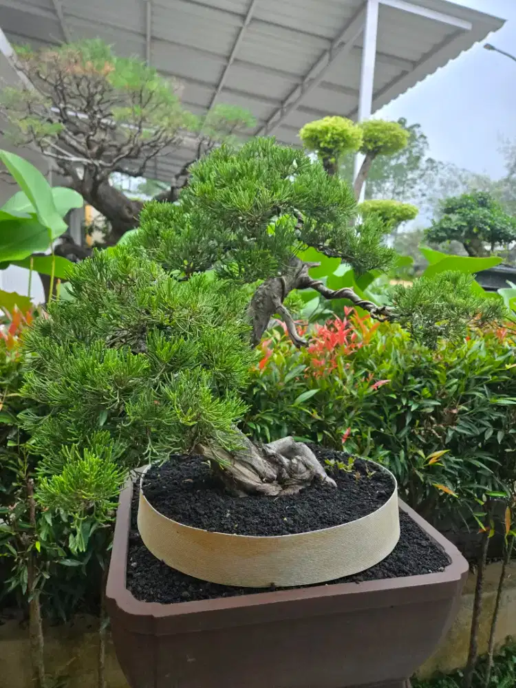 Bonsai Sinensis medium / semi large