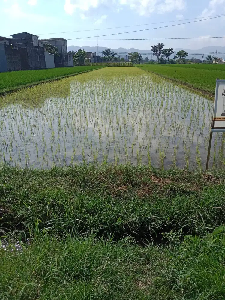 Dijual Cepat Tanah Sawah Pribadi
