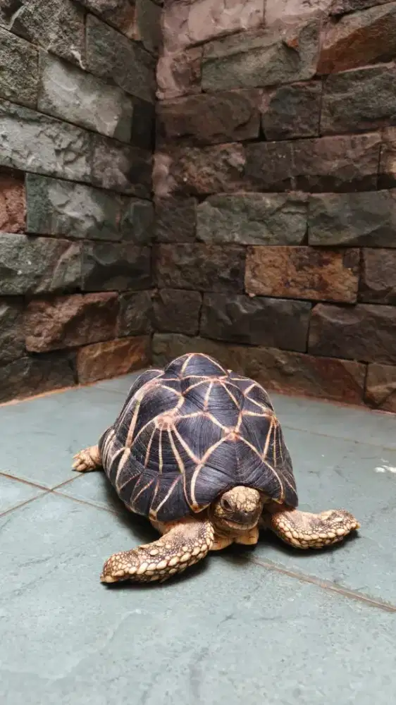 Kura darat burmese star