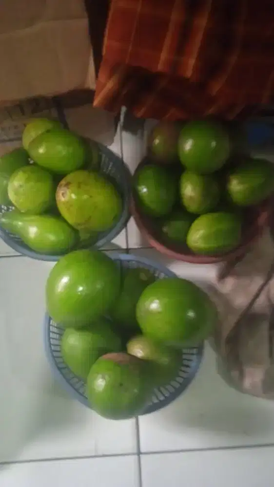 READY buah alpukat 1 kg