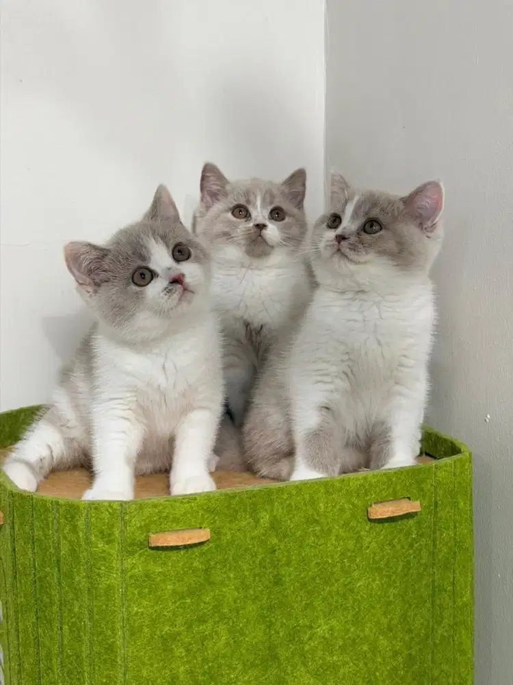 British short hair female