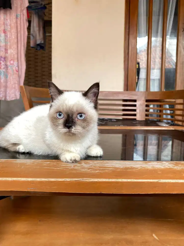 Munchkin BSH Ragdoll
