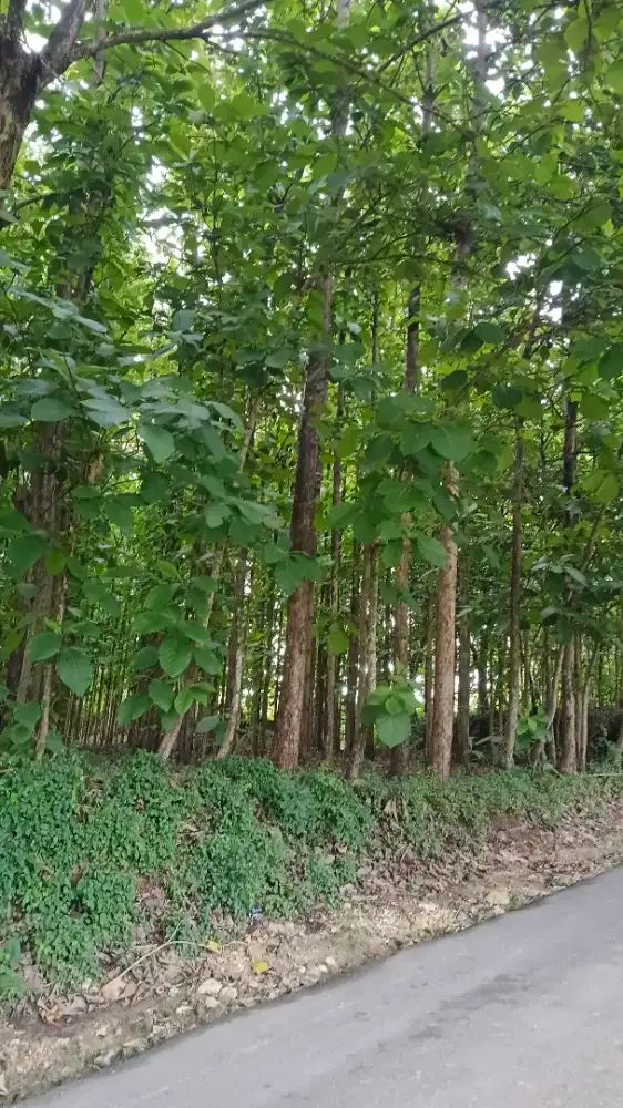 Tanah + Tanaman Jati