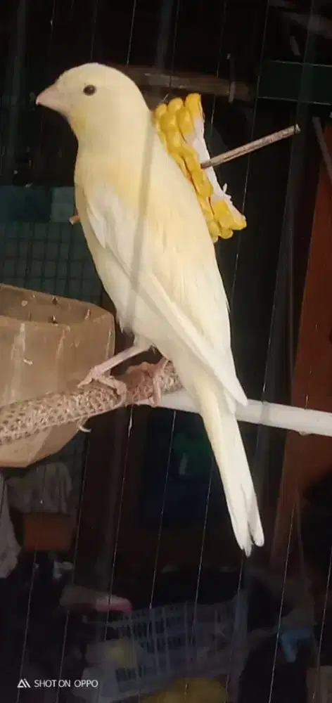 AF Rasmi jantan extrajos