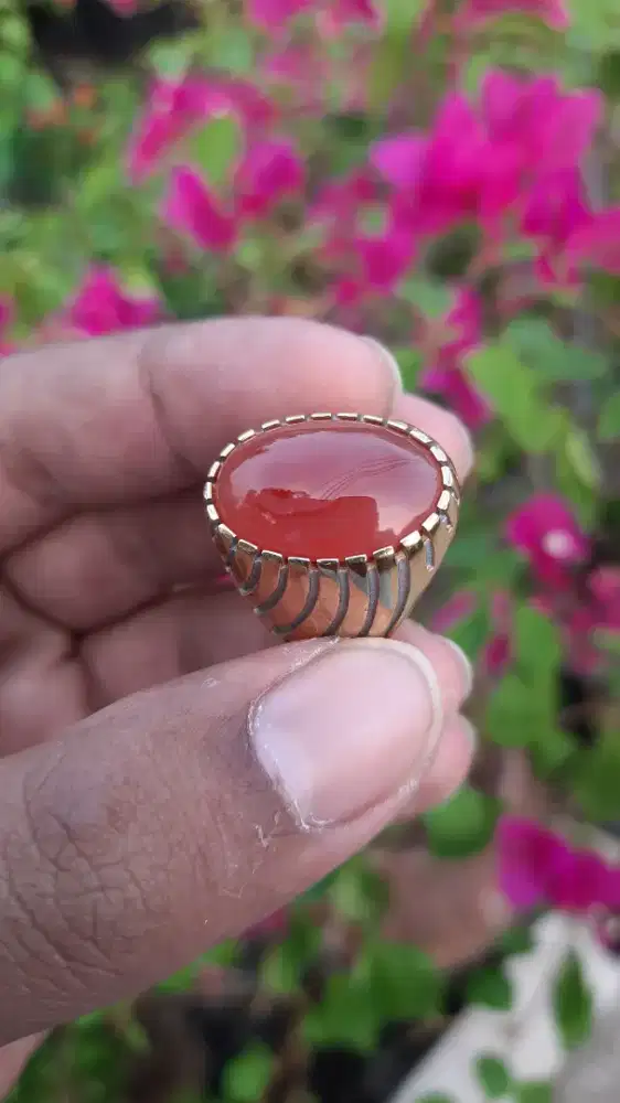 Batu Cincin Sulaiman Madu Gambas Natural