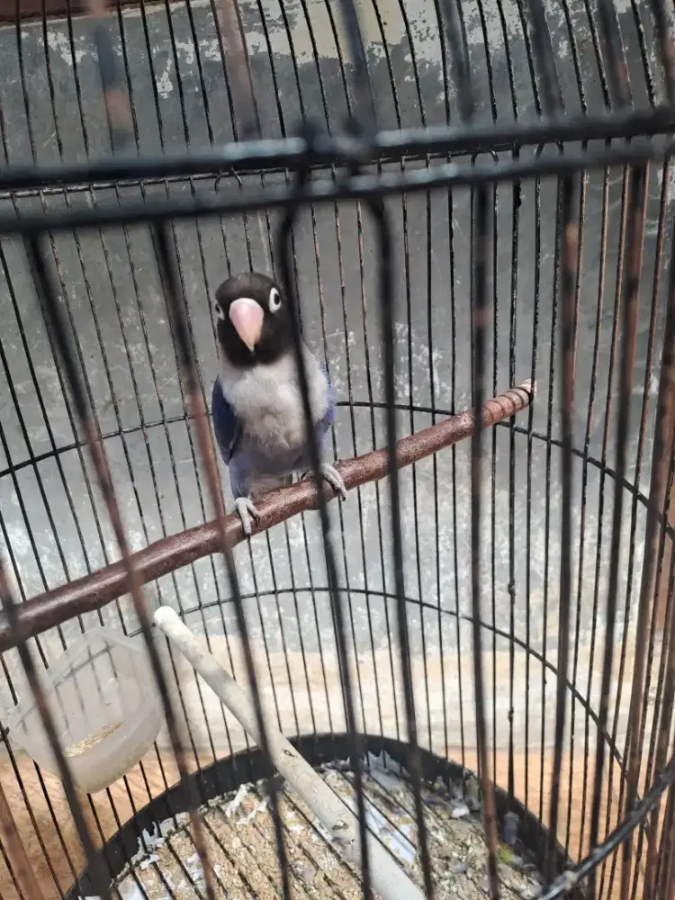 Love bird vio df jantan