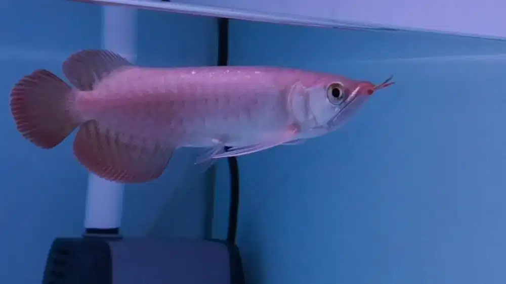 Arwana super red ITL -+17-18cm spek ajib