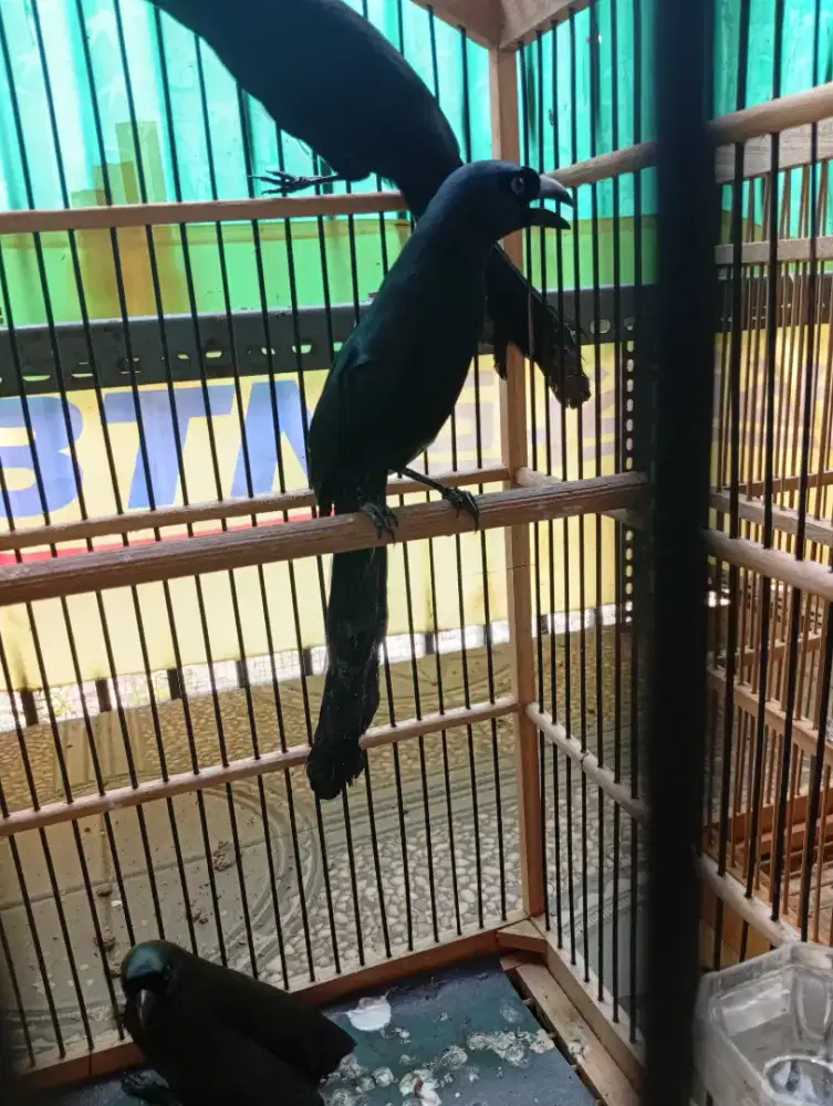 Burung murai papua mulus