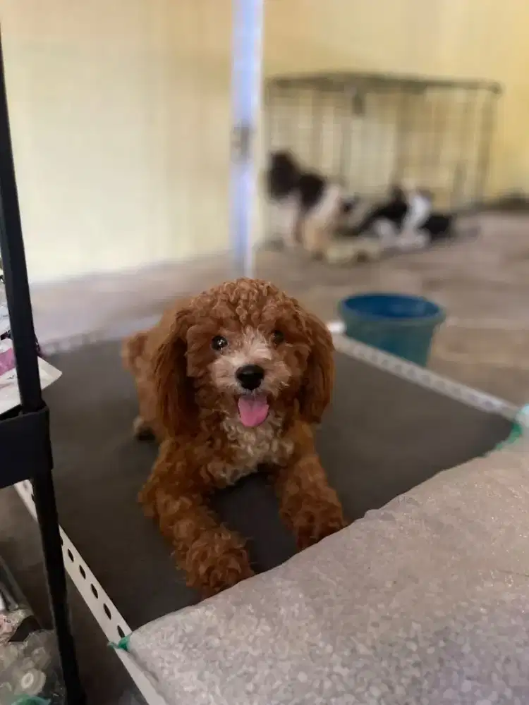 poodle betina ras toy