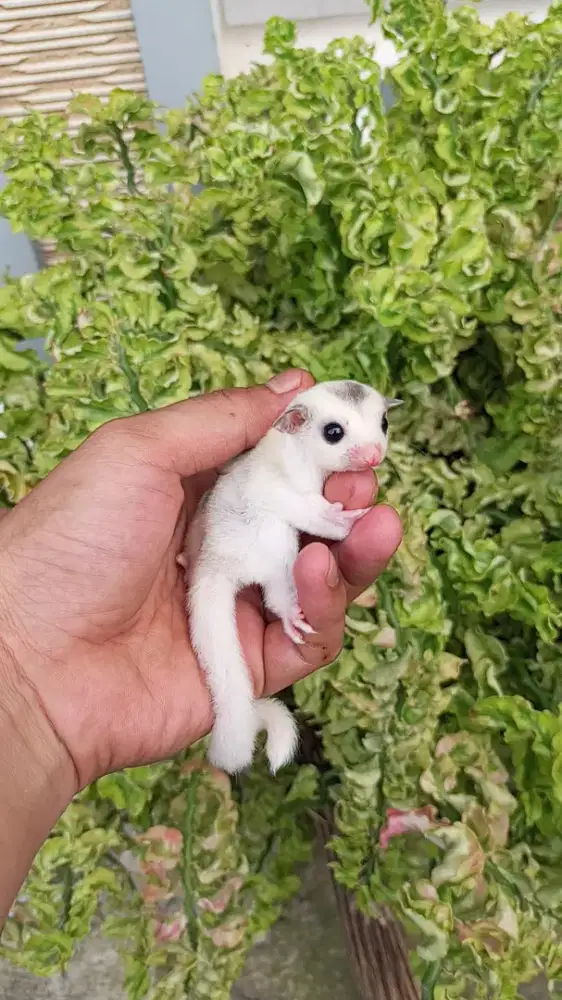 Sugar Glider Platmoz Betina