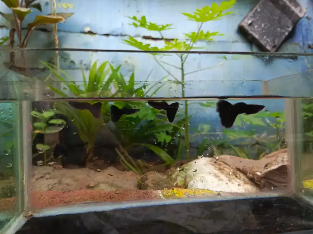 Dijual ikan guppy jenis Black Moscow