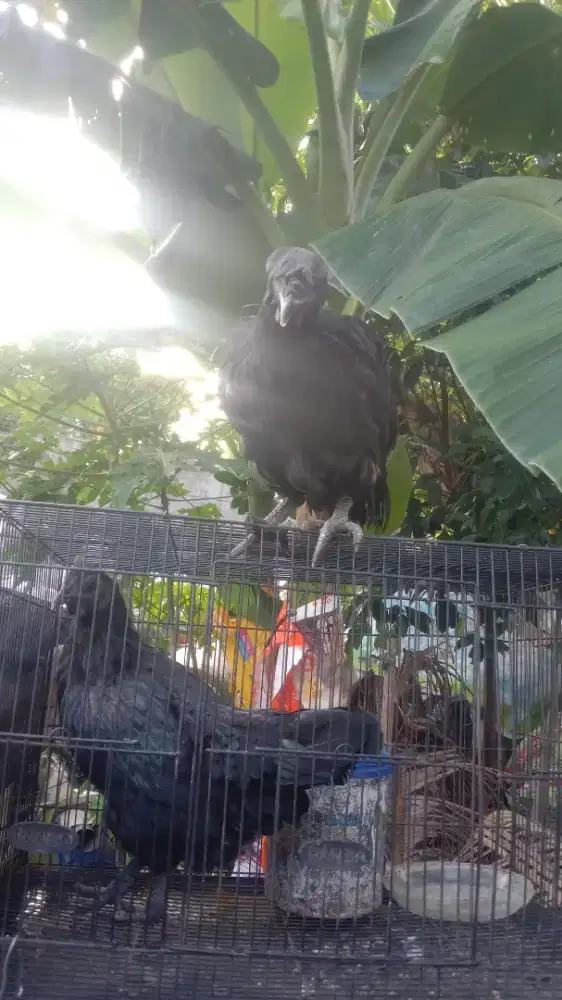 Ayam cemani betina