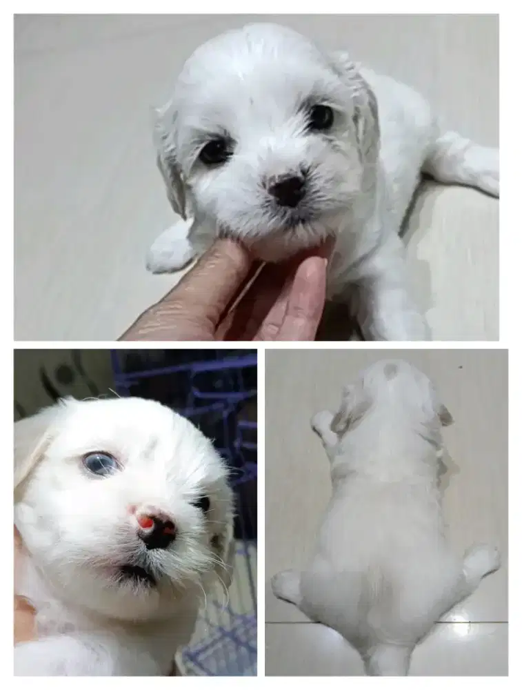 Anjing Maltipo Betina