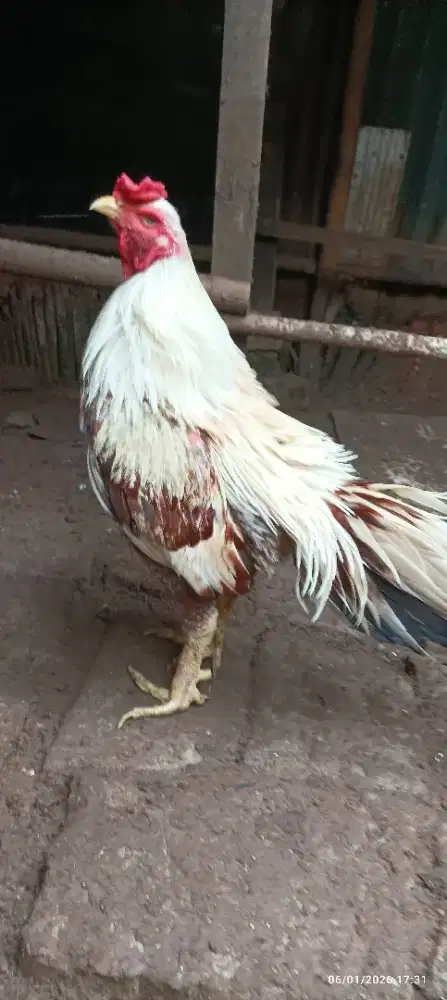 Pacekan super tembus.