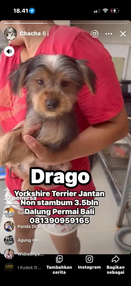 Yorkshire Terrier Jantan