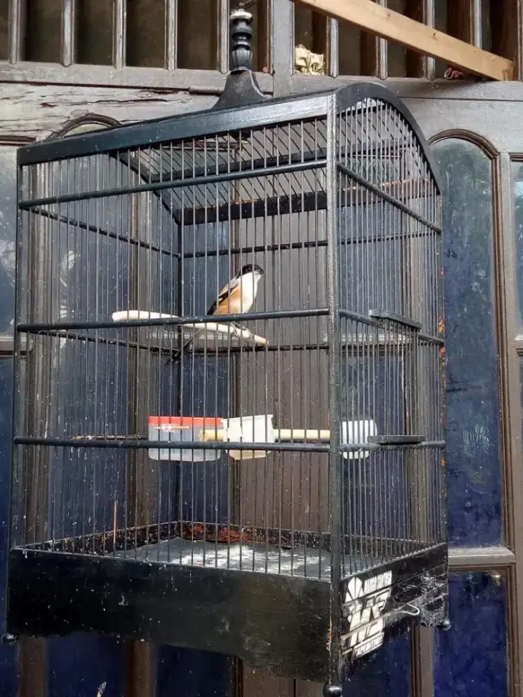 Dijual burung pentet