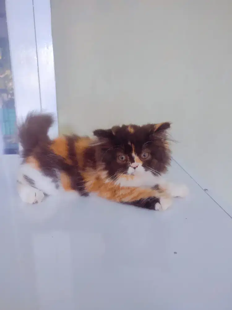 Jual kitten,persia long hair, umur 2.5 bulan, 3 warna