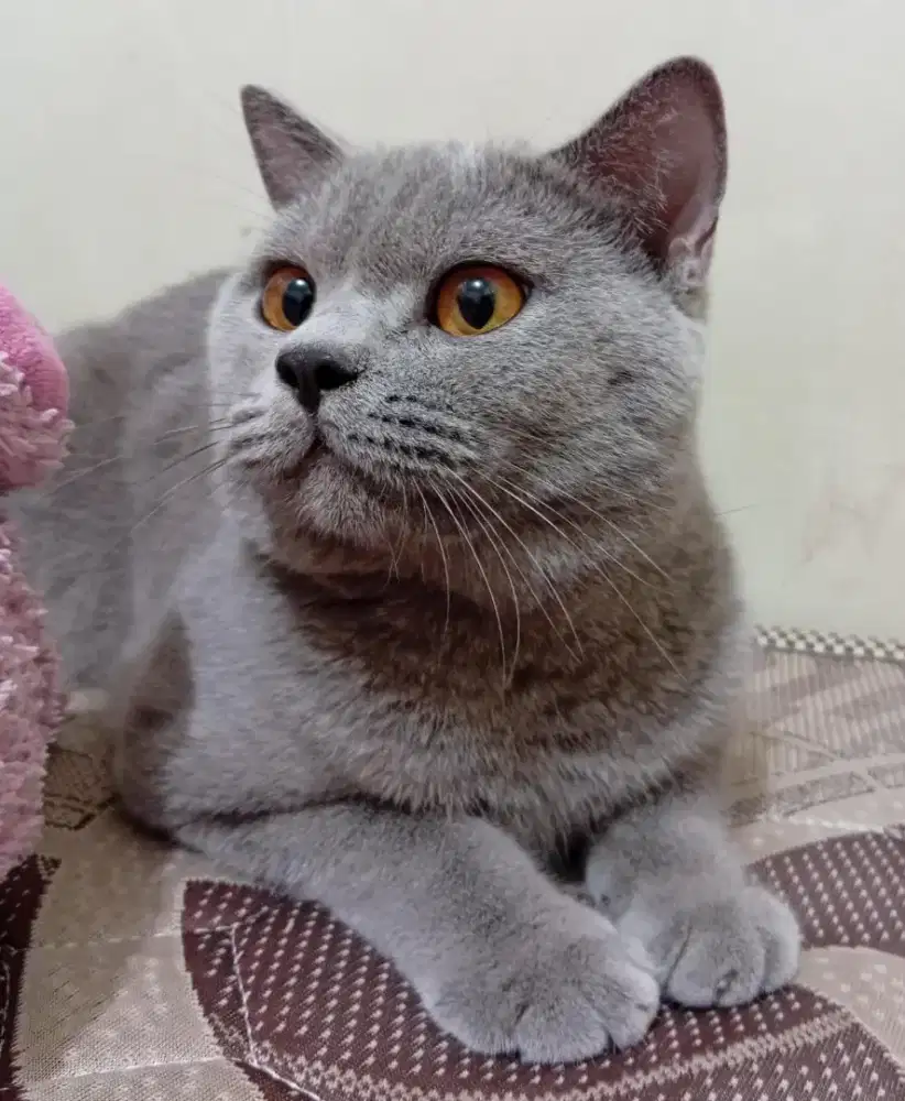 Bsh British Shorthair
