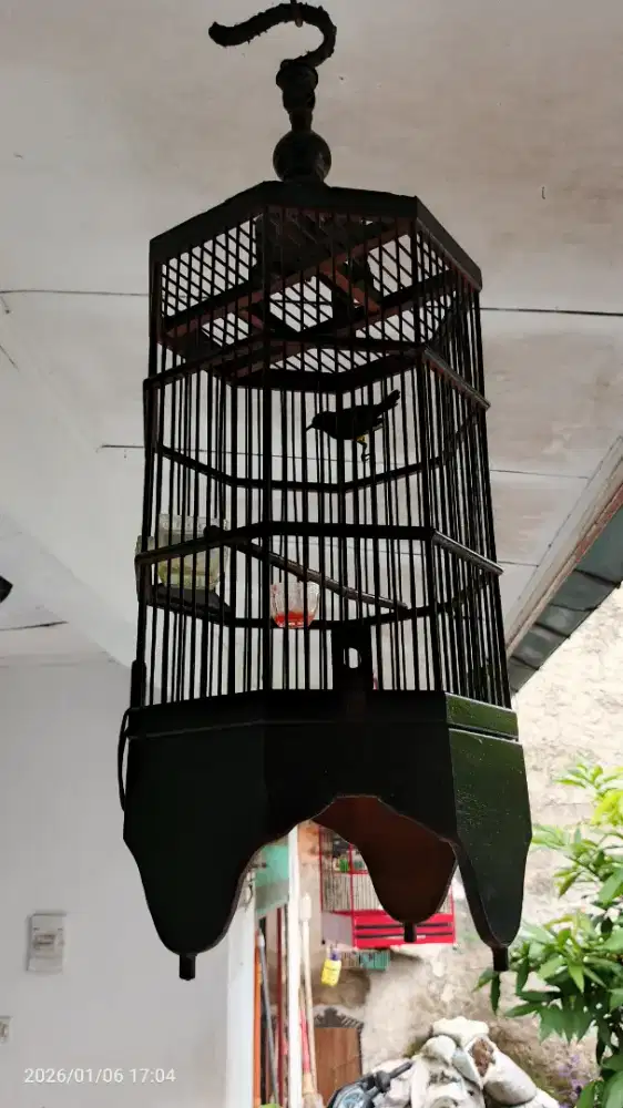 Jual cepat Kolibri sogon