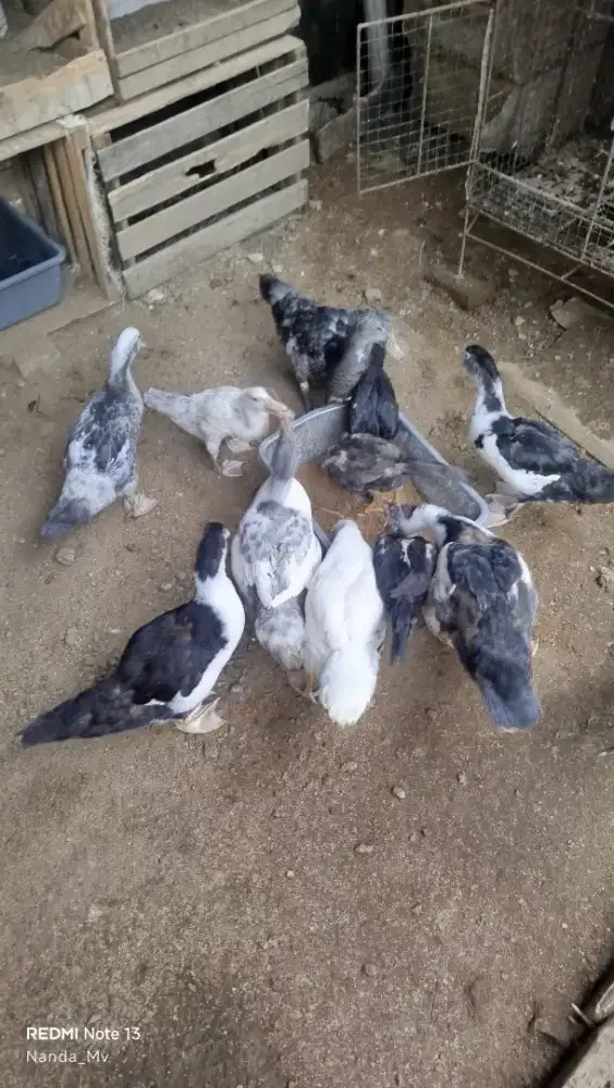 Entok Jumbo Rambon Metalic