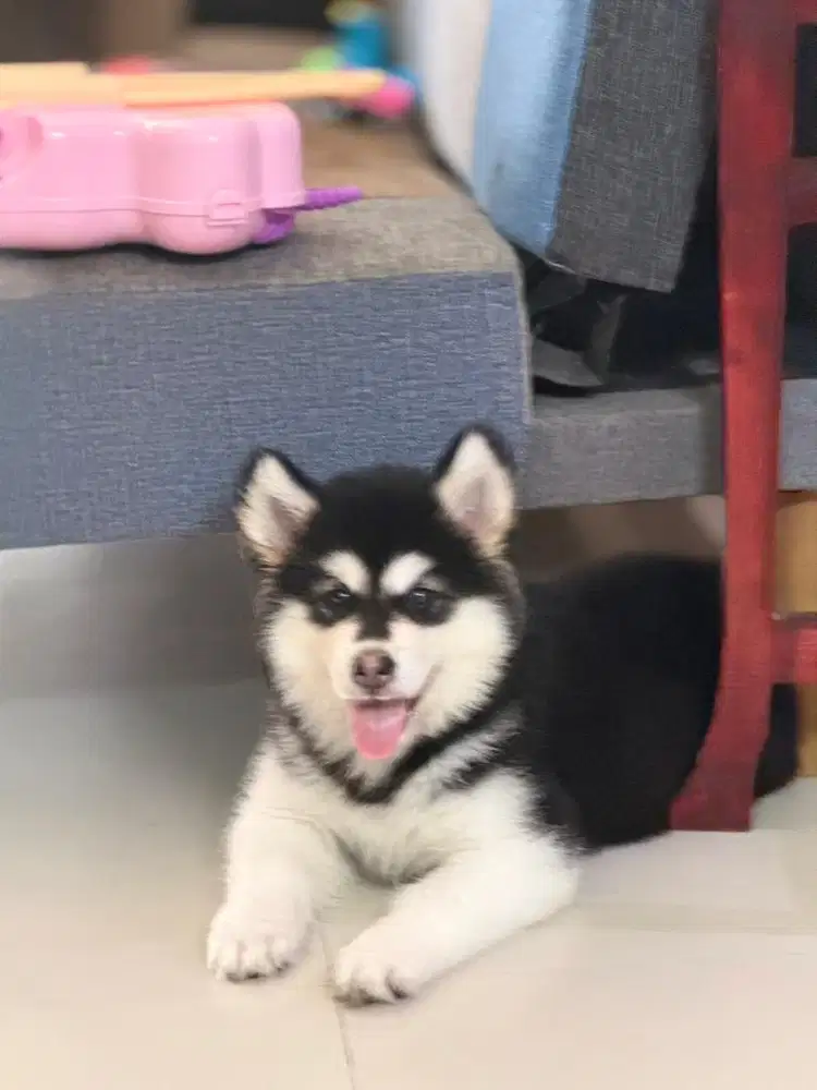 Baby female alaskan malamute 2 bulan bukan husky