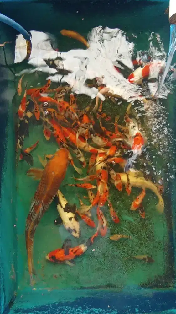 Koi Borongan Kolam 80ekor mix max Ori Blitar