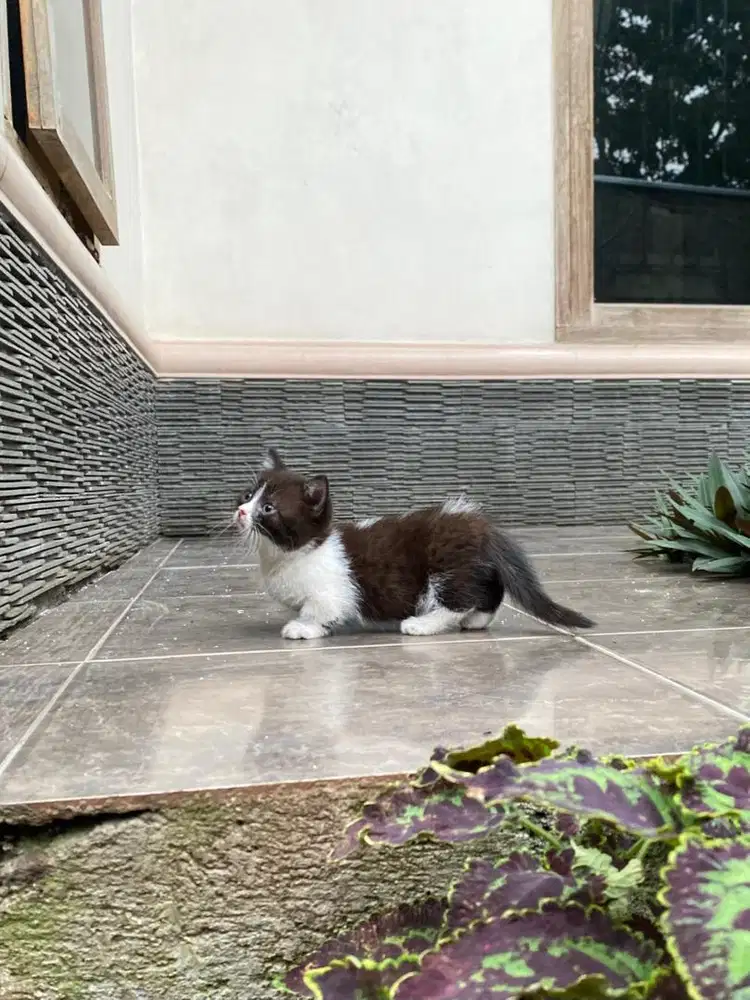 Kucing kitten munchkin british shorthair gaelic