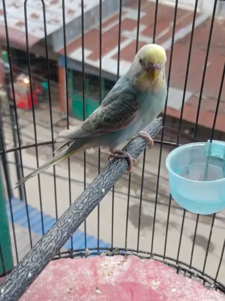 Burung parkit remaja