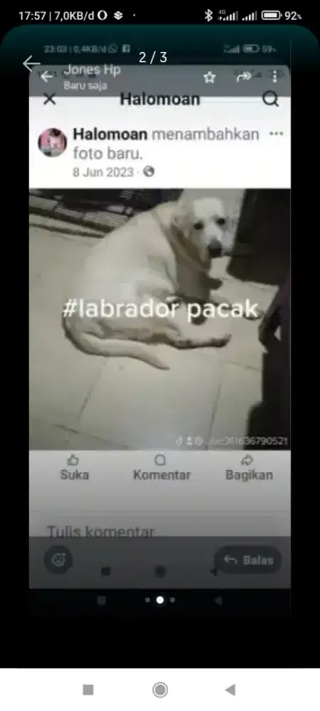 Labrador jantan umur 4thn jm