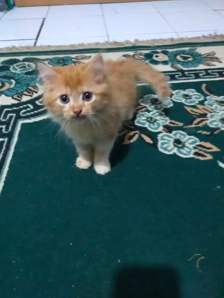 Kucing persia medium