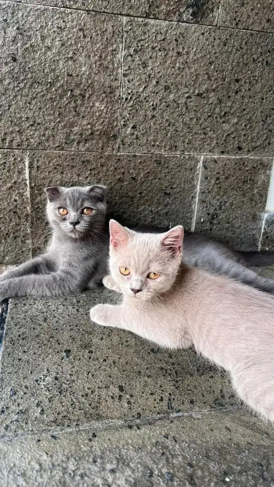 anak kucing scotish british shorthair murah