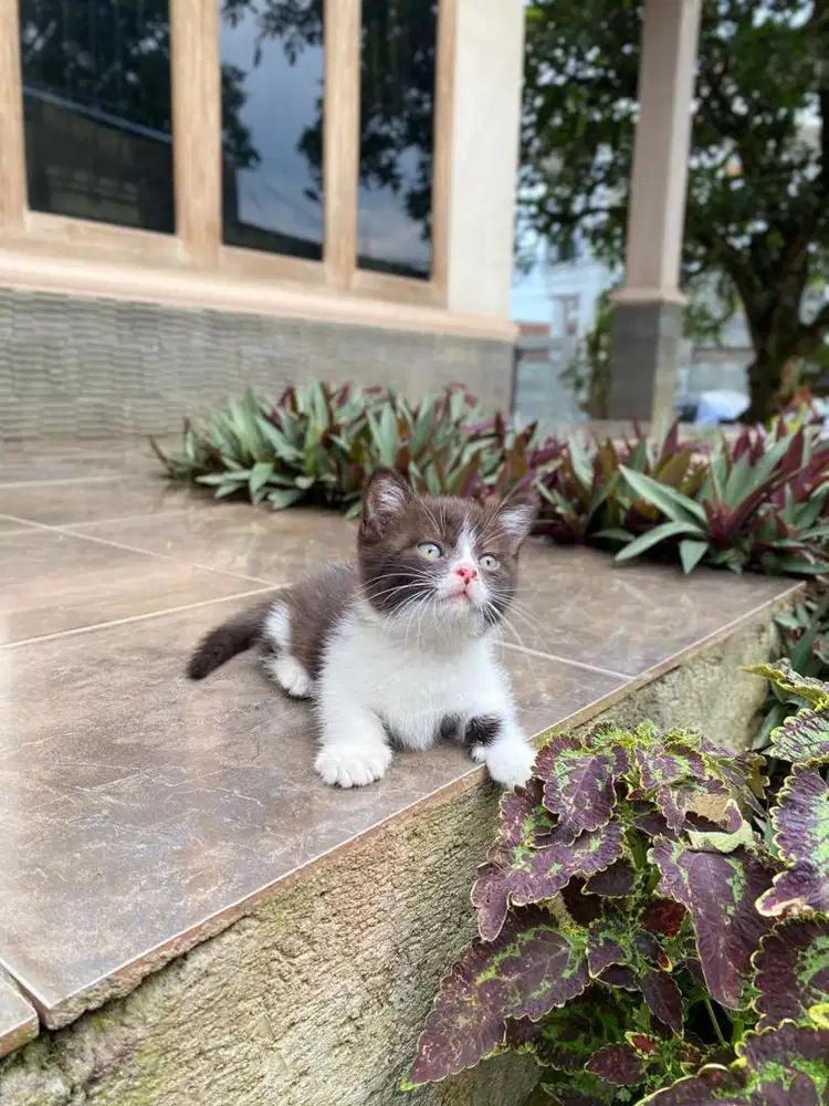 Kucing munchkin british shorthair scottish kitten