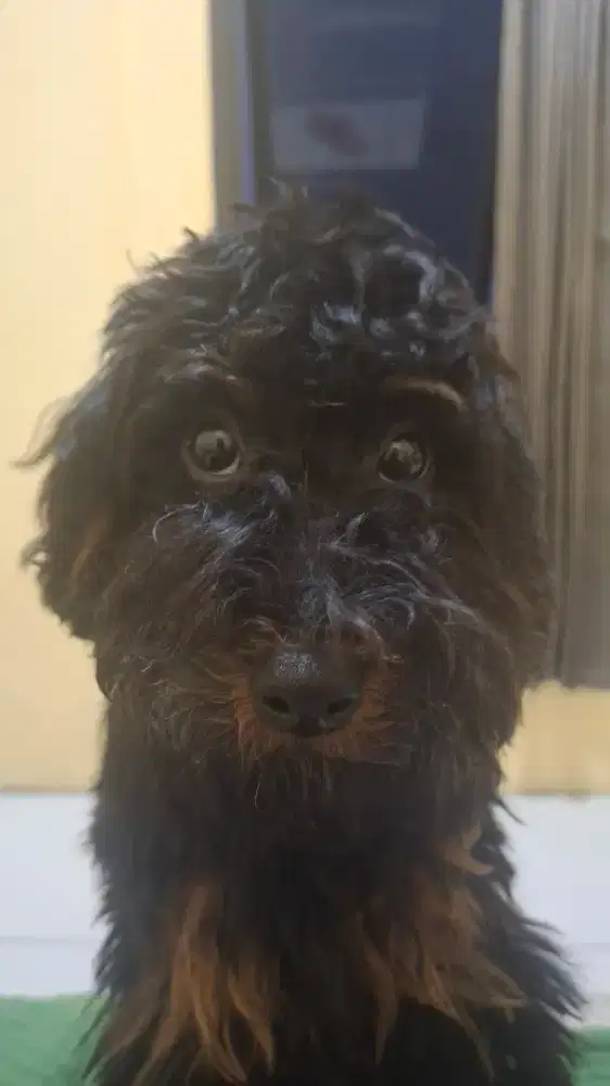 FOR SALE PHANTOM POODLE