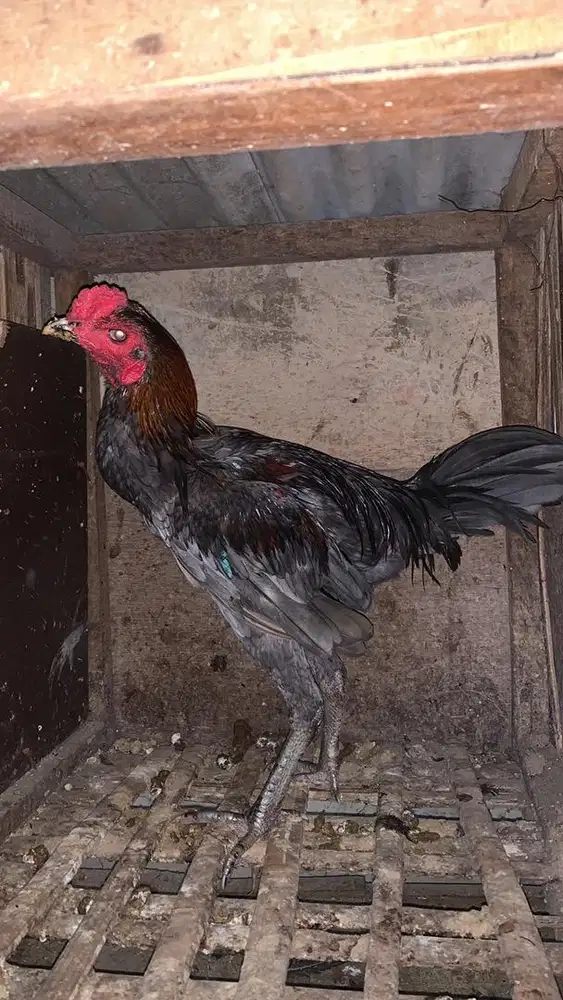 Ayam bangkok x mangon