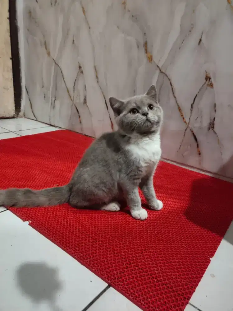 Kitten BSH Jantan Bicolor 3bulan