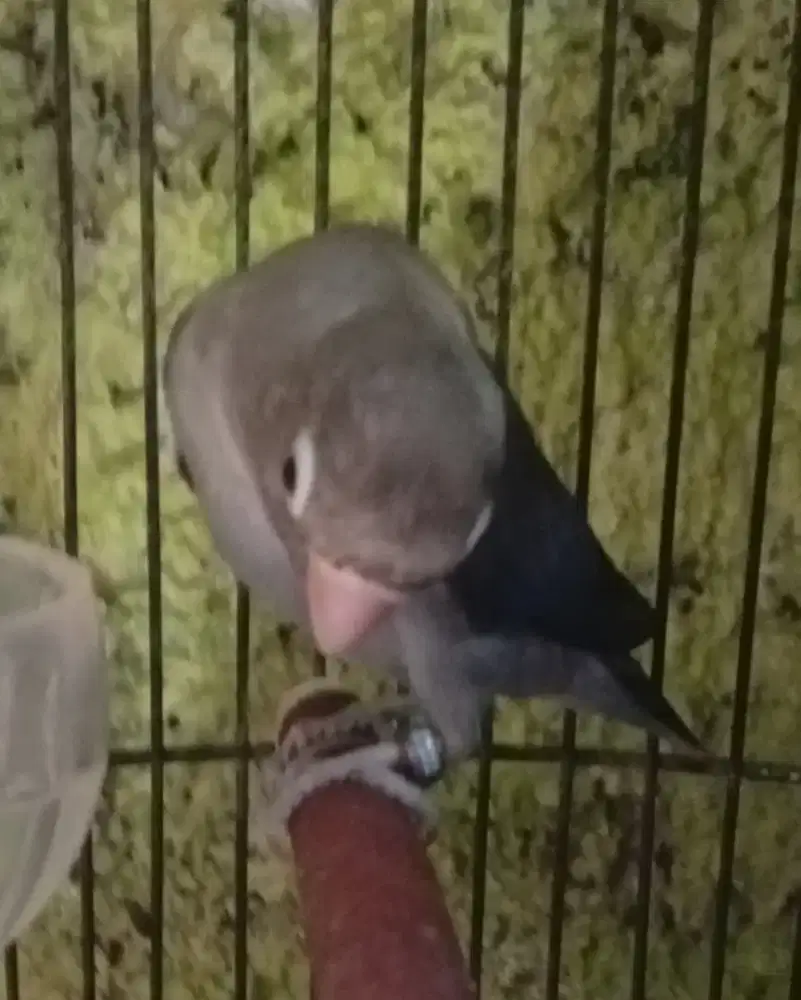 Lovebird burung love bird euwing vio/split pb