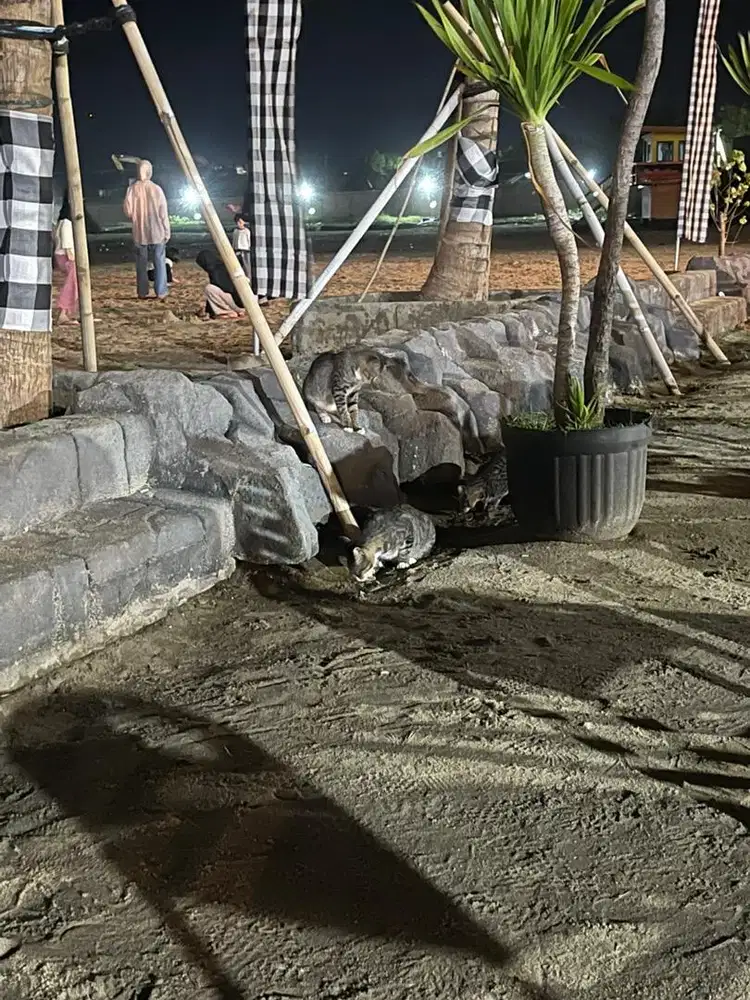 dicari admin,kennel boy, groomer