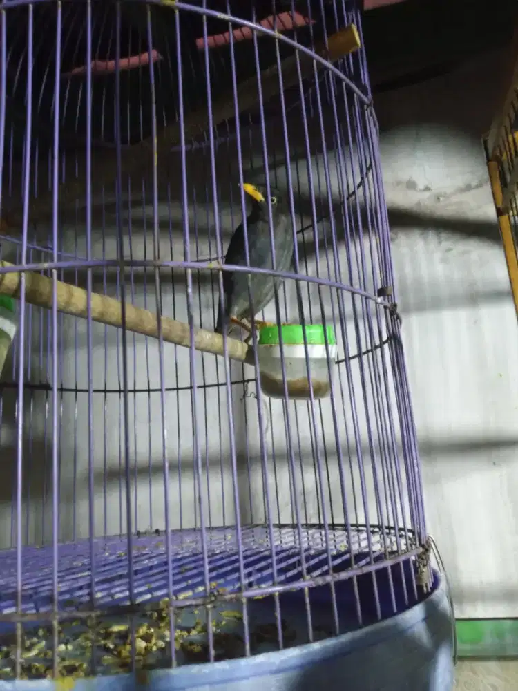 Jual burung jalak kebo...