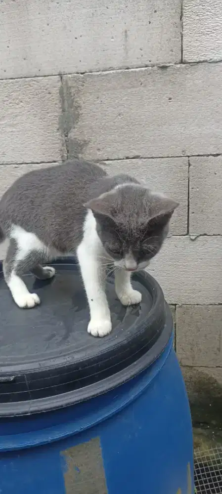 Jenis bsh mix persia