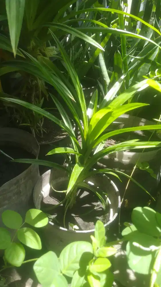 Daun Pandan dan Pot