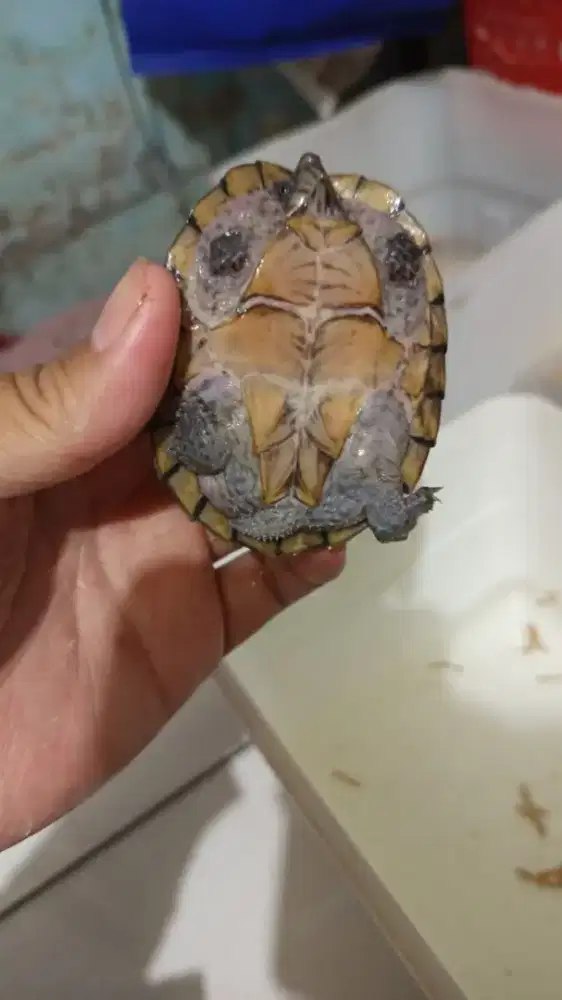 Kura razorback betina 8cm