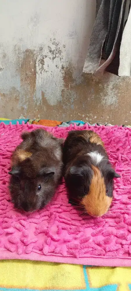 Sepasang Marmut American dan Abyssinian Guineapig