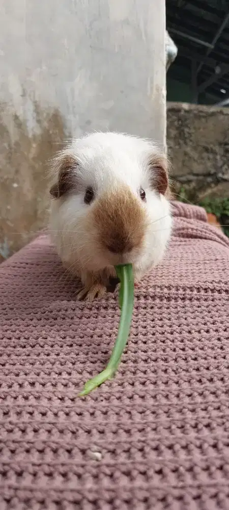 Marmut hias American California GuineaPig Jantan