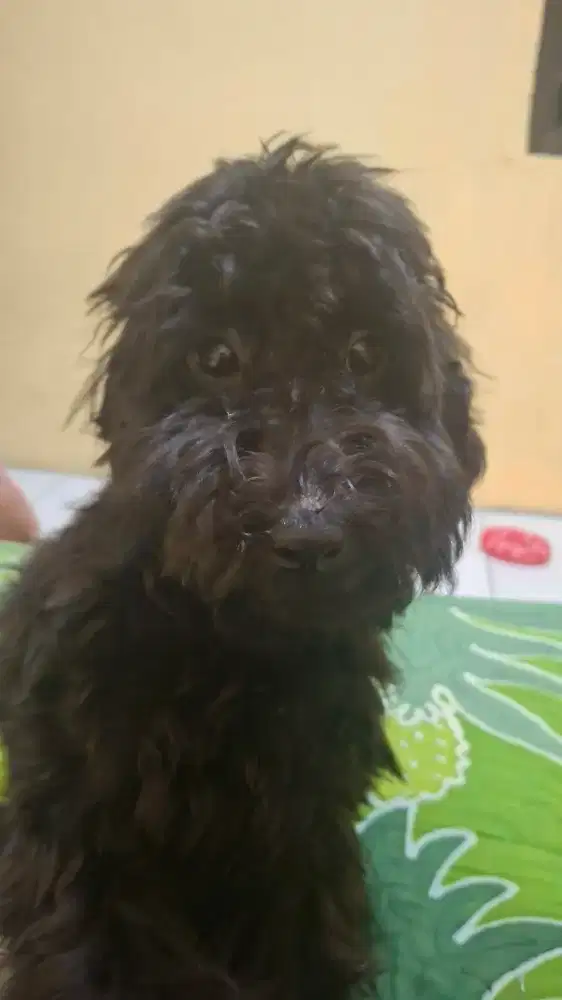 FOR SALE BLACK POODLE