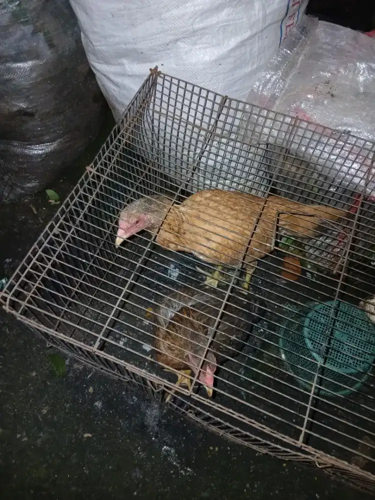 Ayam betina 2 ekor, kampung x bangkok