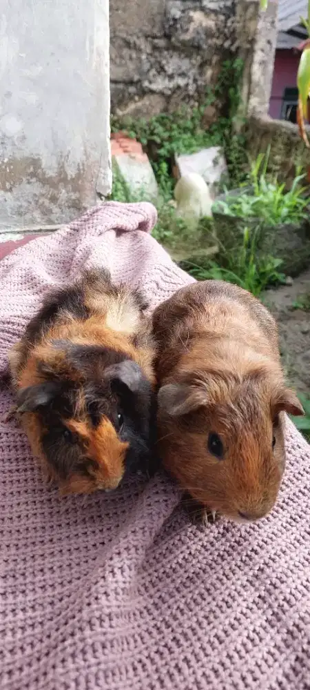 Sepasang Marmut American x Abyssinian