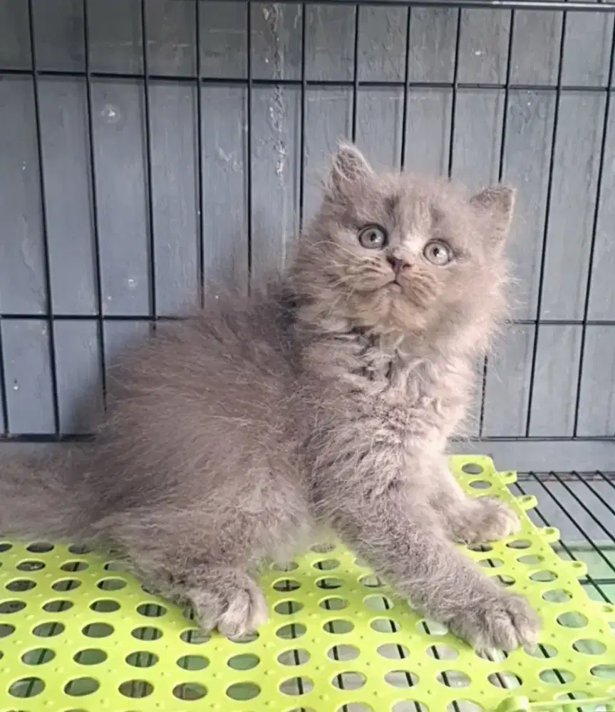 Anak kucing anggora/kitten persia betina /kucing persia betina