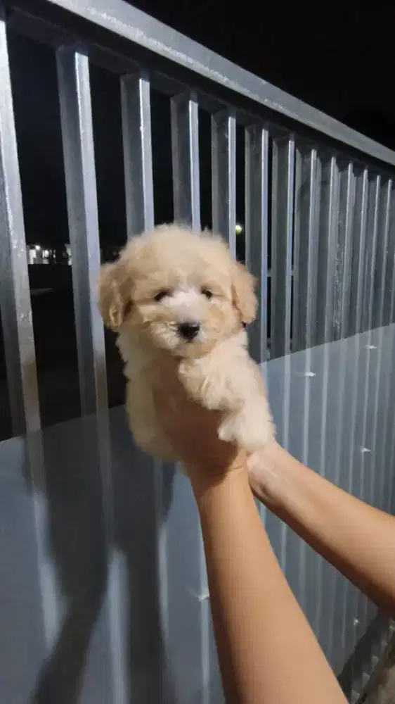 tiny apricot poodle male