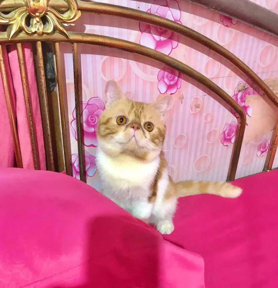 Kucing Peaknose Jantan Exotic lucuu